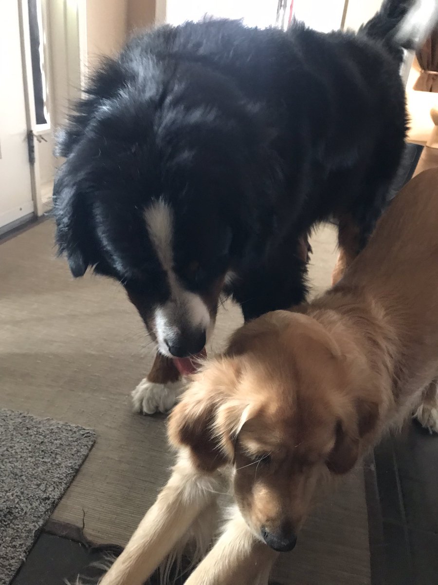 k_zackowski's tweet photo. We also learned from Dr. Zazie Todd @CompAnimalPsych that dogs lick to show affection and bonding during #SciChat on #SpacesUnleashed
Here’s Bunsen showing affection and bonding with Beaker 💕 https://t.co/9hYkqKq49t