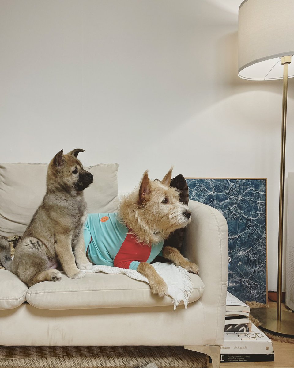 동물학대 뉴스들 보고 어질어질 한 밤, 개들을 본다 세상에서 가장 무해한 존재들, 모든 동물들아 안전하자