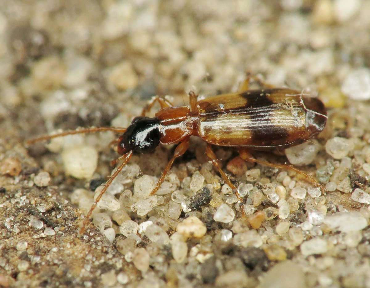 Panjan1972's tweet photo. Tijdens de voorbereiding van een excursie ook even gezocht naar loopkevers in de uiterwaarden bij Elst. Daar zag ik de dwarsvlekschorsloper. #carabidae #loopkevers #nature #macro @volgdenatuur @waarneming @IVNNederland https://t.co/RBSUgrLyW1
