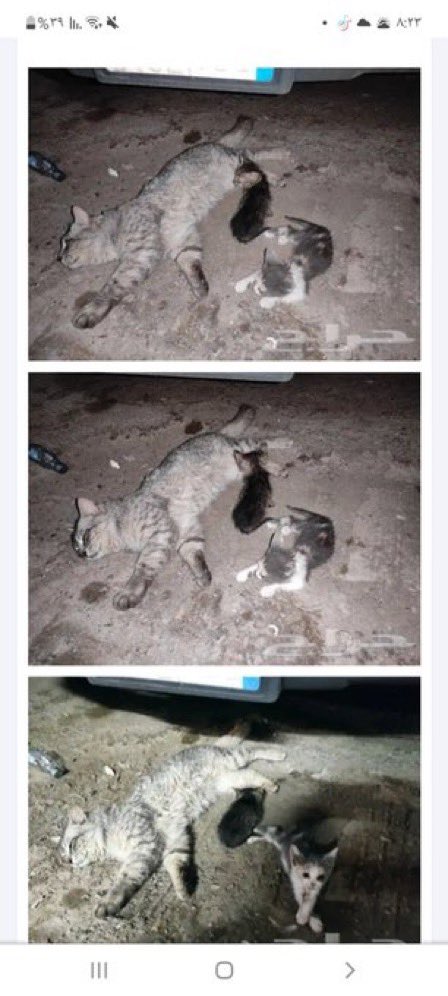 للتبني قطط ام معها اثنين صغار الموقع سوق الحمام العزيزية الرياض لتواصل واتساب 0565959477 وايضا توجد قطط كثيره لالسوق لتبني اكثر الناس يجون يريدون بيعها ومحد يشتريها منهم فيفكونها اكثرها يموت من الجوع او حوادث سيارات