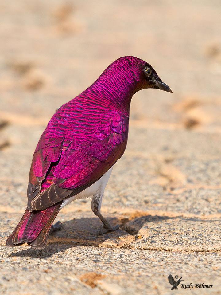 MbarkCherguia's tweet photo. Violet-backed Starling in South Africa 🇿🇦

📷Photo by Rudy Böhmer

#Beautiful #photo #NaturePhotography https://t.co/HLn3Ozv138