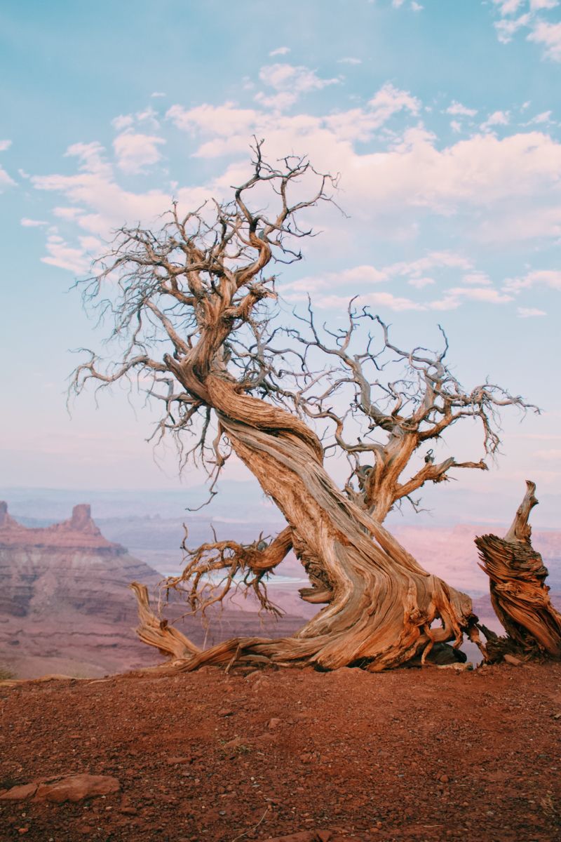 Le silence de la nature hurle des vérités.
    Johann Dizant