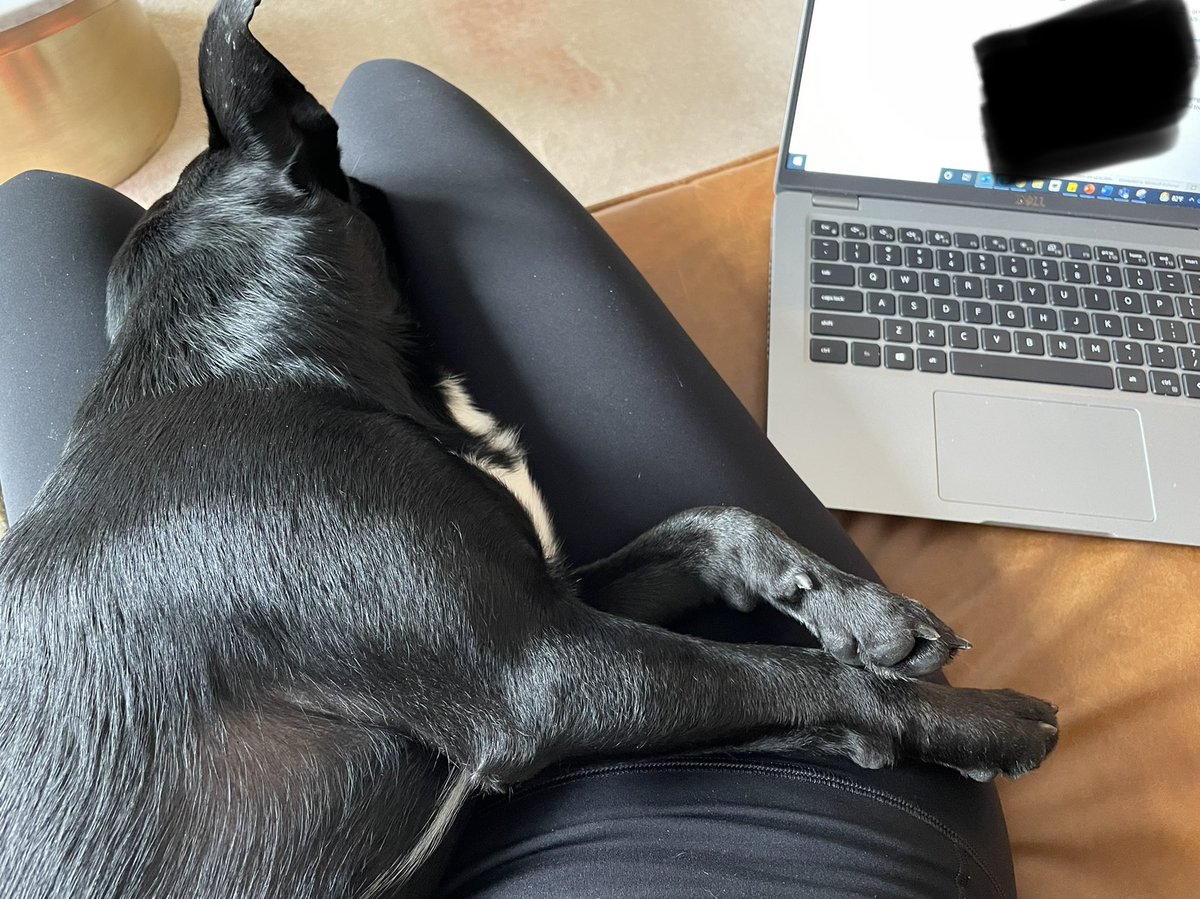 TisLynn's tweet photo. I work. Maverick sleeps 🙃. https://t.co/79rYRHPRr2