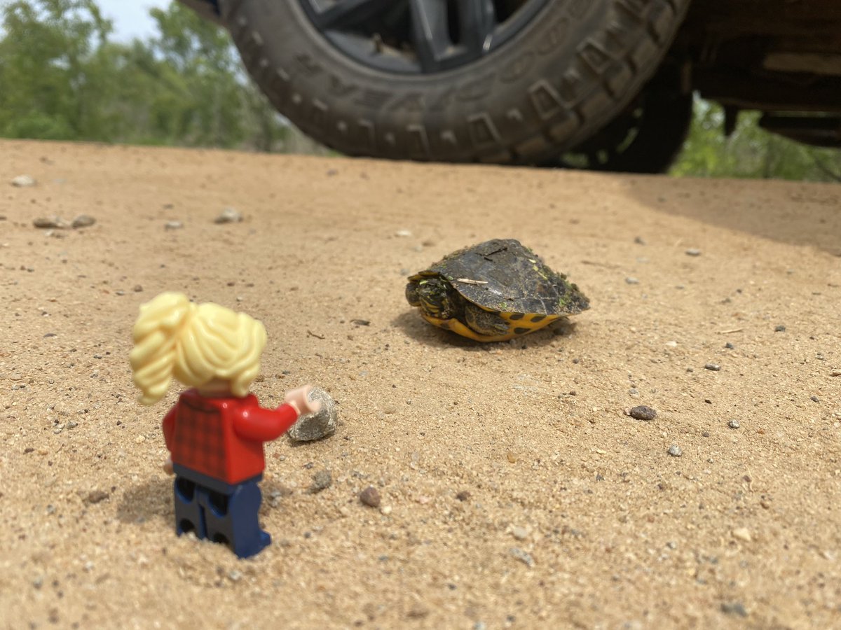 LegoForages's tweet photo. The #LittleBittySpecialist met a #LittleBitty #Turtle this afternoon. We tried to initiate conversation but the turtle was more of an #introvert than #ActualForageSpecialist. https://t.co/zAW598Cmzv