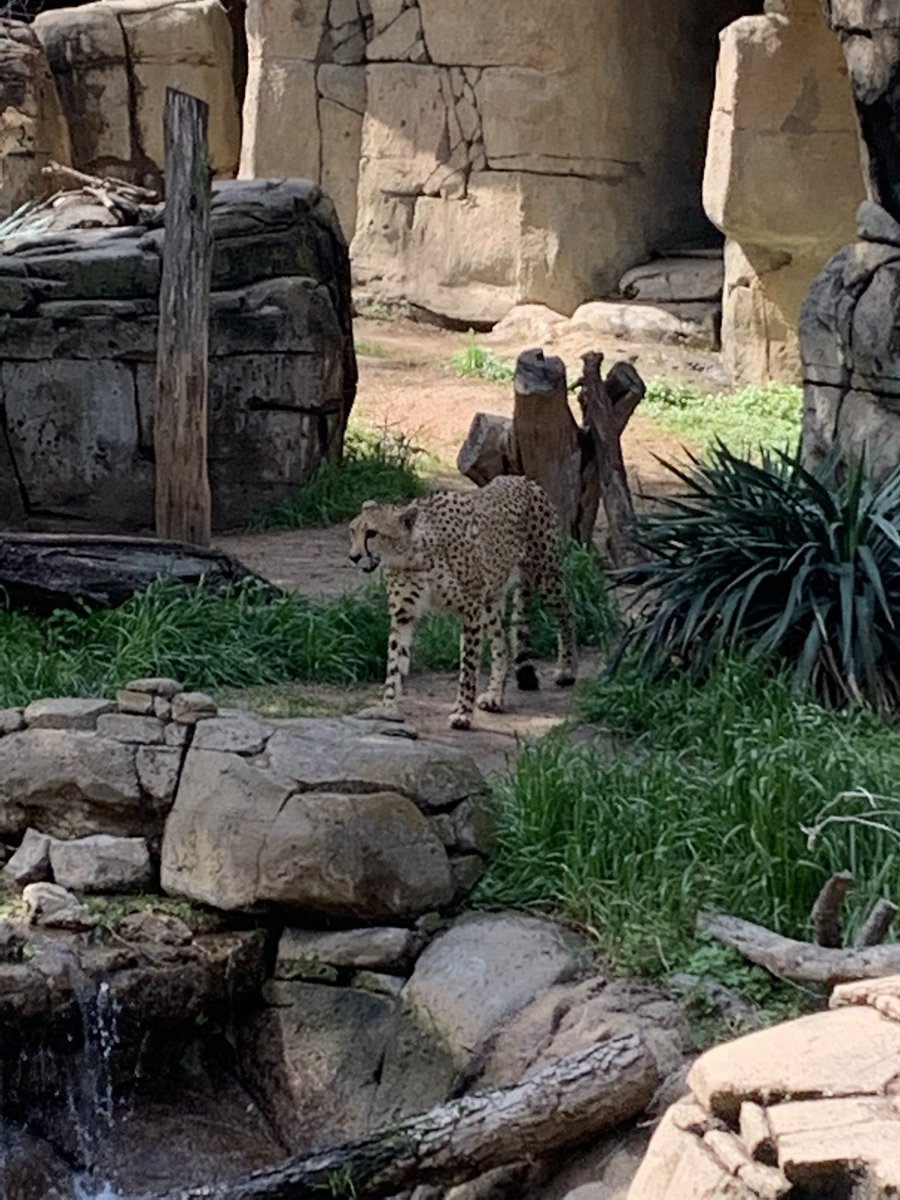 krumnowk's tweet photo. @RCBNHS Another fun field trip to the zoo! #RCISDJOY https://t.co/aUqLtp7KaA