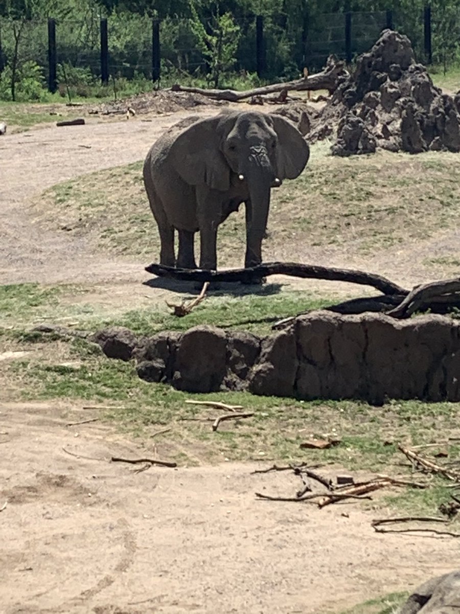 krumnowk's tweet photo. @RCBNHS Another fun field trip to the zoo! #RCISDJOY https://t.co/aUqLtp7KaA