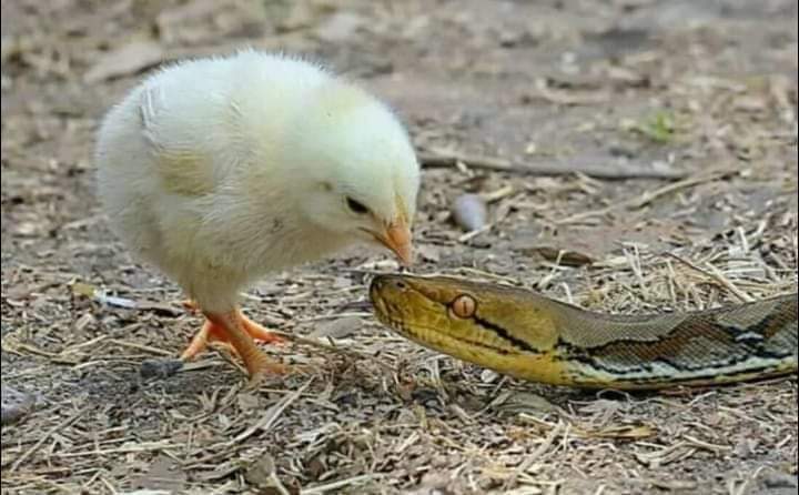 halimi5363's tweet photo. بې ګناه خلک بې عقل ندي دوی فقط دافکر کوي چې هرڅوک یوښه زړه لري. https://t.co/3dMp2pAsy2