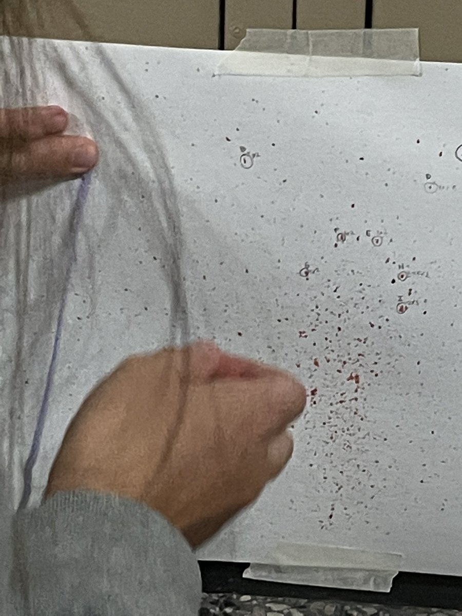 chs_cj's tweet photo. Blood spatter measurement day. Area of convergence requires trigonometry! Who knew that criminal justice required math? (Well, actually I did.) #chscj3 https://t.co/LO218Oy0kO