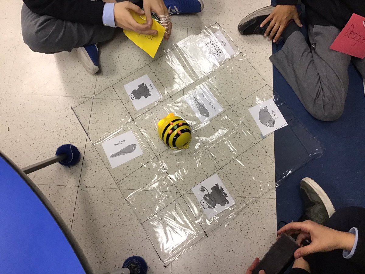 MsSpecksClass's tweet photo. #programming with #Beebots in Flex this afternoon.  Can you teach the #Beebot the life cycle? https://t.co/A6dJSCTiYL