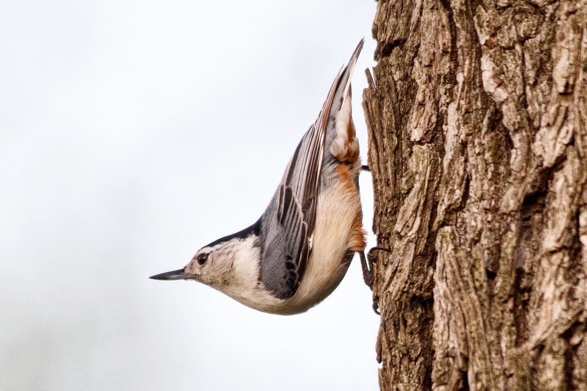 eshansen_2's tweet image. The Yardbirds last evening.
#birdwatching #WashingtonDC #nikonphotography
