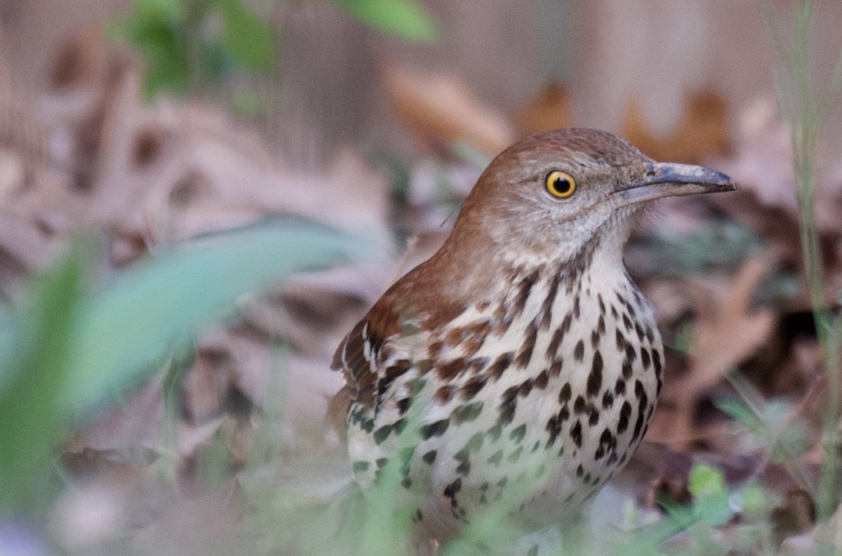 eshansen_2's tweet image. The Yardbirds last evening.
#birdwatching #WashingtonDC #nikonphotography