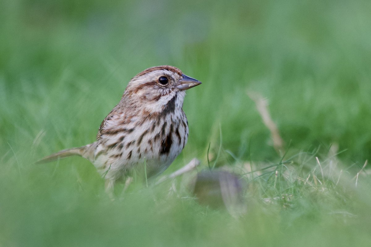 eshansen_2's tweet image. The Yardbirds last evening.
#birdwatching #WashingtonDC #nikonphotography