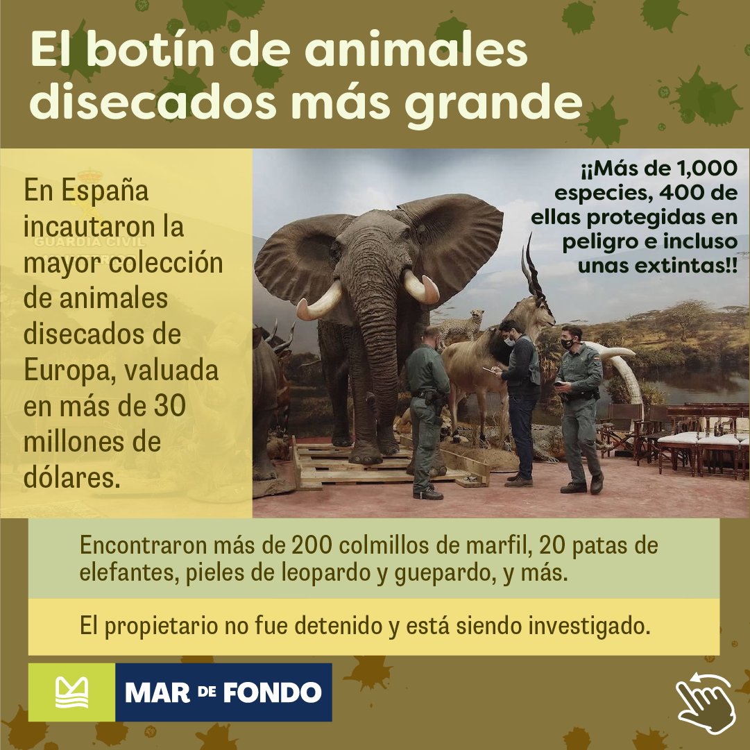 Rinoceronte blanco, osos polares, pantera de las nieves y hasta elefantes fueron incautados en Valencia, #España, en la mayor colección de animales protegidos.

Algunos de los #animalesdisecados encontrados ahora están extintos. 

Sigue leyendo 👉 bit.ly/369HcdI