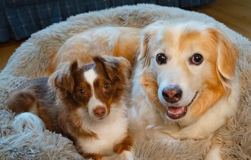 GaGMaD_COM's tweet photo. acoustictrench #dog #dogs #animal #pet
Click here for more pictures:
https://t.co/6tZaEuzhVk https://t.co/n1vB8yPAhn