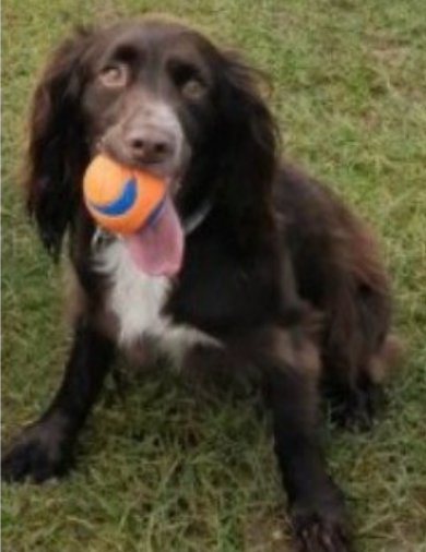 bs2510's tweet photo. REGGIE #SpanielHour
Male #Spaniel Cross Neutered Adult Brown/chocolate White chest Tagged Microchipped
#Missing 05 Mar 2020 #SturtonLeSteeple #Retford/#Leverton/#Wheatley #Nottinghamshire DN22
https://t.co/ADIVYxoS4b https://t.co/SXq0RhCghp