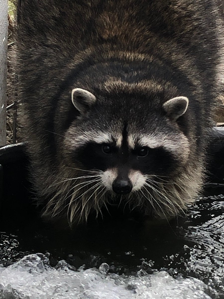 CVARescue's tweet photo. Hello! I'm Mokey, I'm a resident at Center Valley Animal Rescue and I sure love it here! https://t.co/UJhdPhfdXb