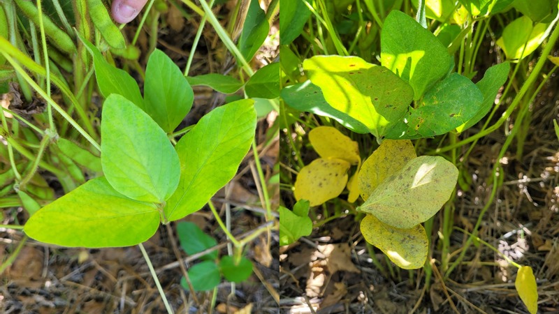 FascioliGabriel's tweet photo. Combo por Arroyo Dulce @lucrecouretot!!! A la #soja de 2da la protegimos desde r3 frente a trips, chinches y Septoria con tecnología #Adepidyn + #Plinazolin .Con #cropwise analizamos el #NDVI entre otras variables. 30 y 60 días desde la aplicación.@Syngenta_ar #proteccionvegetal https://t.co/ThMZTOM9Kp