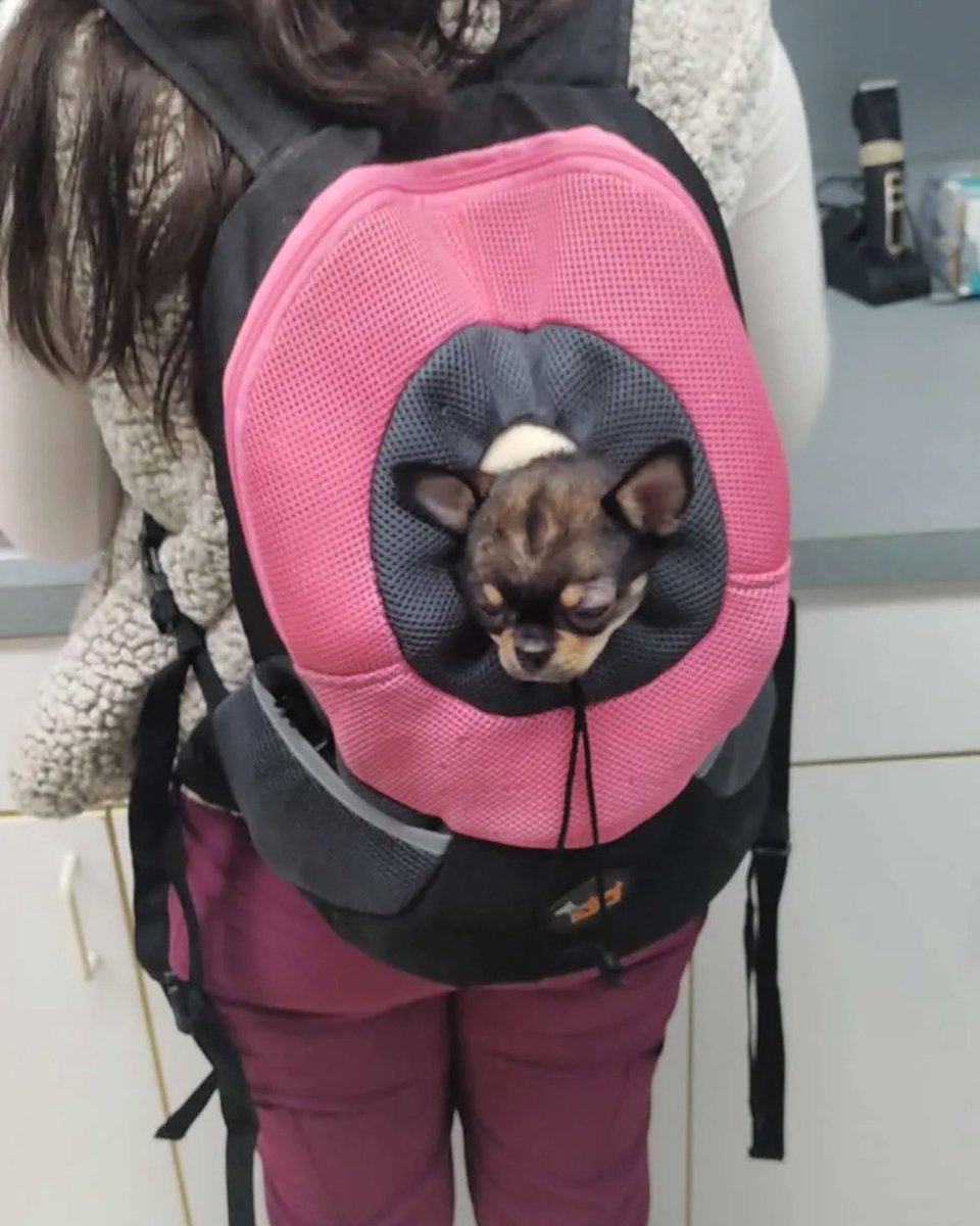 cheyennenw's tweet photo. At work with little Romeo hanging out last week 🐶🥰💜 https://t.co/rANty16T1N