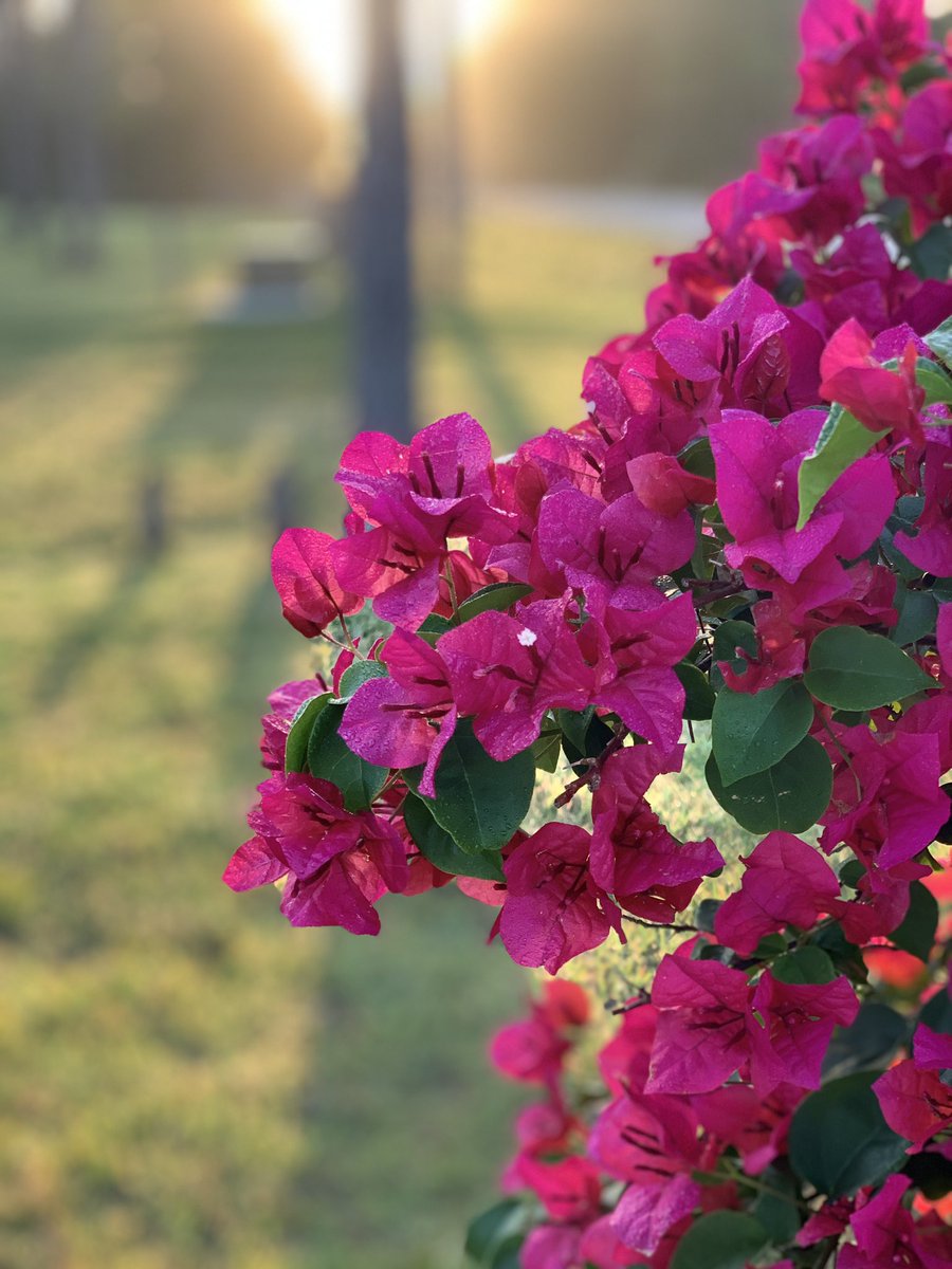 dahurt221's tweet photo. @AmandaG28312067 @jcmfanclub I see your pretty flower and I raise you a pretty flower and a awesome sunrise https://t.co/w5jvu0pm0o