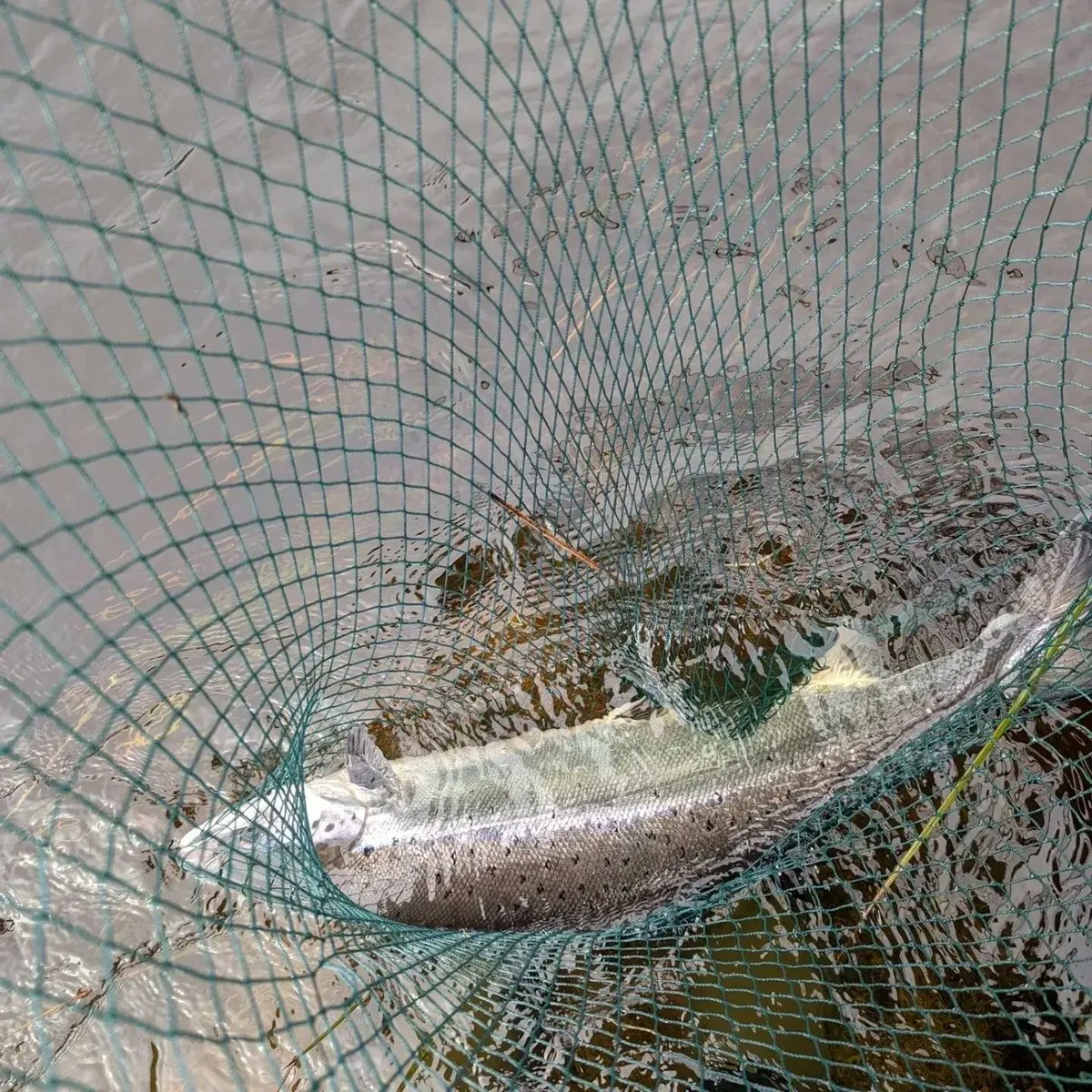FinlayMcCulloch's tweet photo. Four salmon so far this week @braelangwell conditions are good so hopefully a few more.
#springsalmon #springfishing https://t.co/PoknOAdJ5t