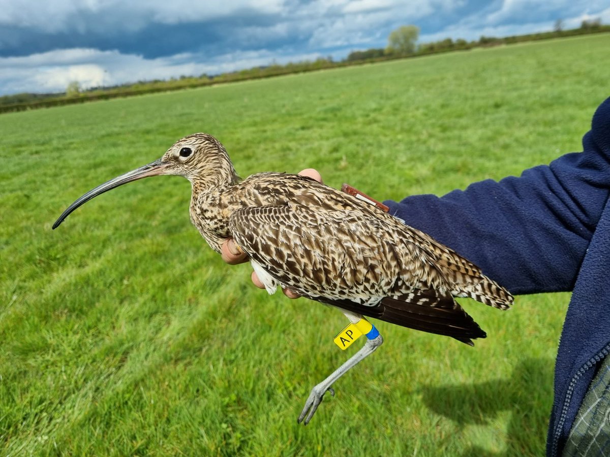 Introducing Malcolm (AN) and Richard (AP) the Curlews, named after their farmers. Both GPS tagged today to allow us to follow their movements &amp; hopefully provide urgently needed answers to some pressing questions. #Conservation