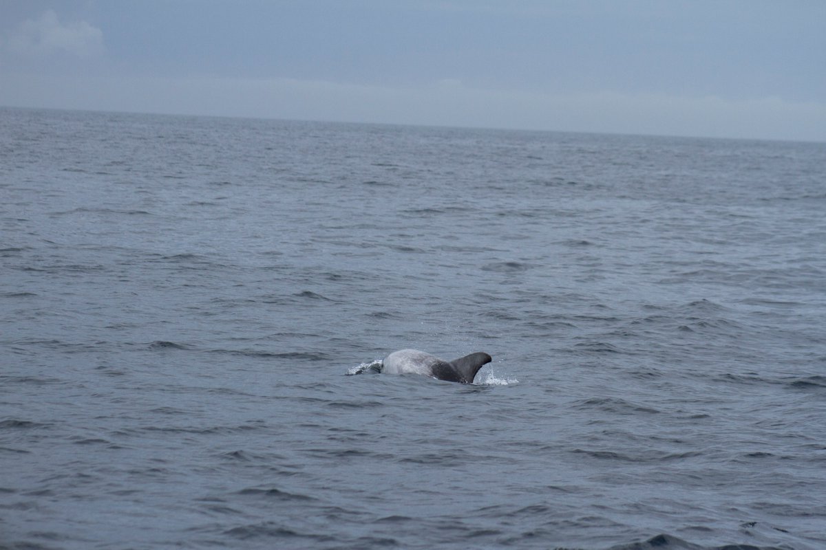 Carrie Bristow (@carrie_bristow) on Twitter photo Beautiful conditions for our <a href="/MarineVertsMSc/">Marine Vertebrate MSc (U of Exeter)</a> trip with <a href="/newquayseasafar/">newquay sea safaris</a> today 💙 So special to see so many common dolphins and my first ever Risso's! 😍🌊🥰💙
@ExeterMarine #mvec #cetaceans #Falmouth #Cornwall Beautiful conditions for our <a href="/MarineVertsMSc/">Marine Vertebrate MSc (U of Exeter)</a> trip with <a href="/newquayseasafar/">newquay sea safaris</a> today 💙 So special to see so many common dolphins and my first ever Risso's! 😍🌊🥰💙
@ExeterMarine #mvec #cetaceans #Falmouth #Cornwall