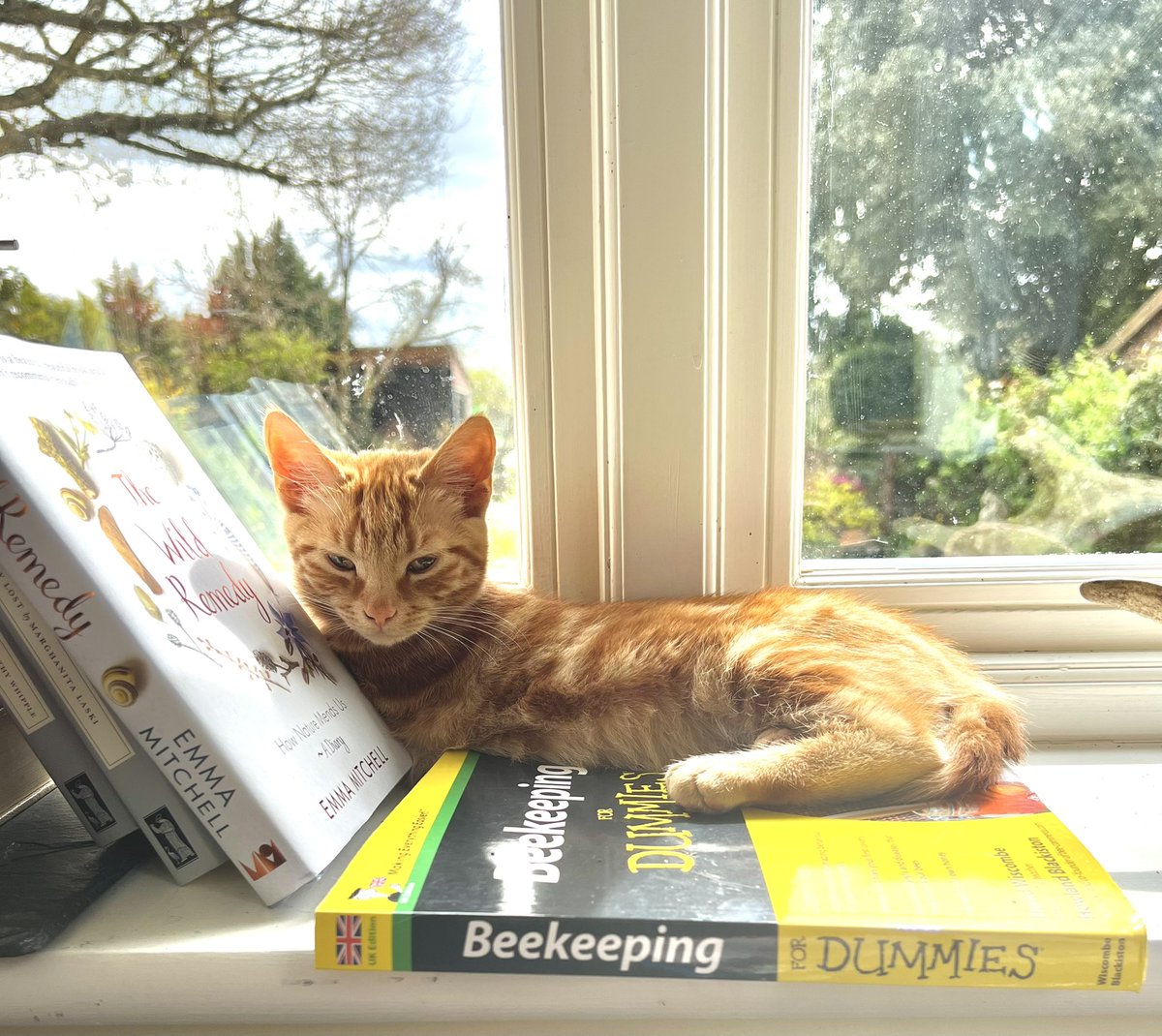 theremaybebugs's tweet photo. #windowsillwednesday
#happyplace
 Same windowsill, different days https://t.co/lQCIa7YoCI