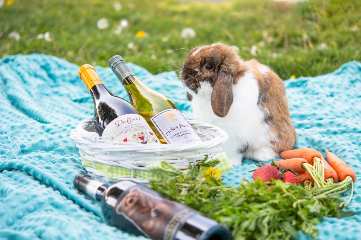 cellar8wine's tweet photo. ✨Does some-bunny need wine? Hop over to save 20% off featured items plus $15 flat rate shipping on 6+ bottles. https://t.co/AaxYr0R5lz
.
#cellar8wine #winewednesday #easter #spring 21+ https://t.co/6s2UVwVN34