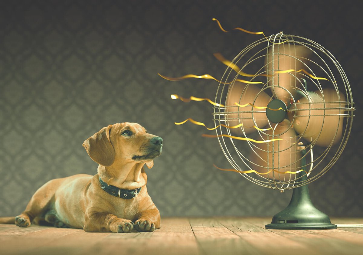 WornSimple's tweet photo. Now that thereβs been a massive change in the world of office work, itβs time to consider getting yourself a great desk fan. Here are The 30 Best Desk Fans You Can Buy:
https://t.co/dwpcKWzOlc
π¬οΈπ
#fans #deskfans #officefan #deskfan #interiordecoration https://t.co/Q9P5vOJrnG