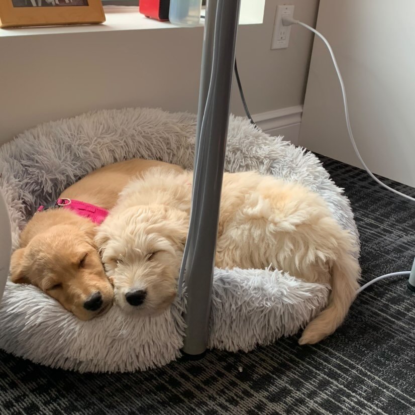 Our new official Print Panther pups🐶🐶💕
#OfficeDogs #PuppiesAtWork #PrintPanther