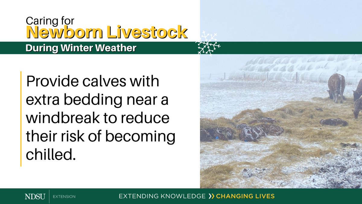 NDSUExtension's tweet photo. Push cows and pairs near trees and windbreaks, if possible; hay bales/stacks can also provide wind relief. Provide extra bedding for calves. https://t.co/p3QKSPdKqg