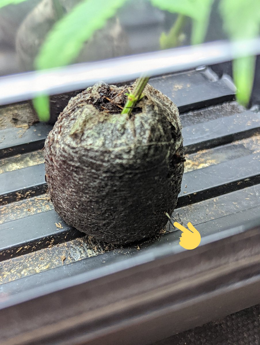 TempleGrower's tweet photo. 7 days since plugging this male #CrystallineEntity into his puck. New rooting record! Nothin but aloe + H2O. Probably really good genetics or something...😉🌱
#RootsBloodyRoots #GrowYourOwn #CloneYourOwn #Cannabis #TempleGrownGenetics https://t.co/i4m6K1nWlZ