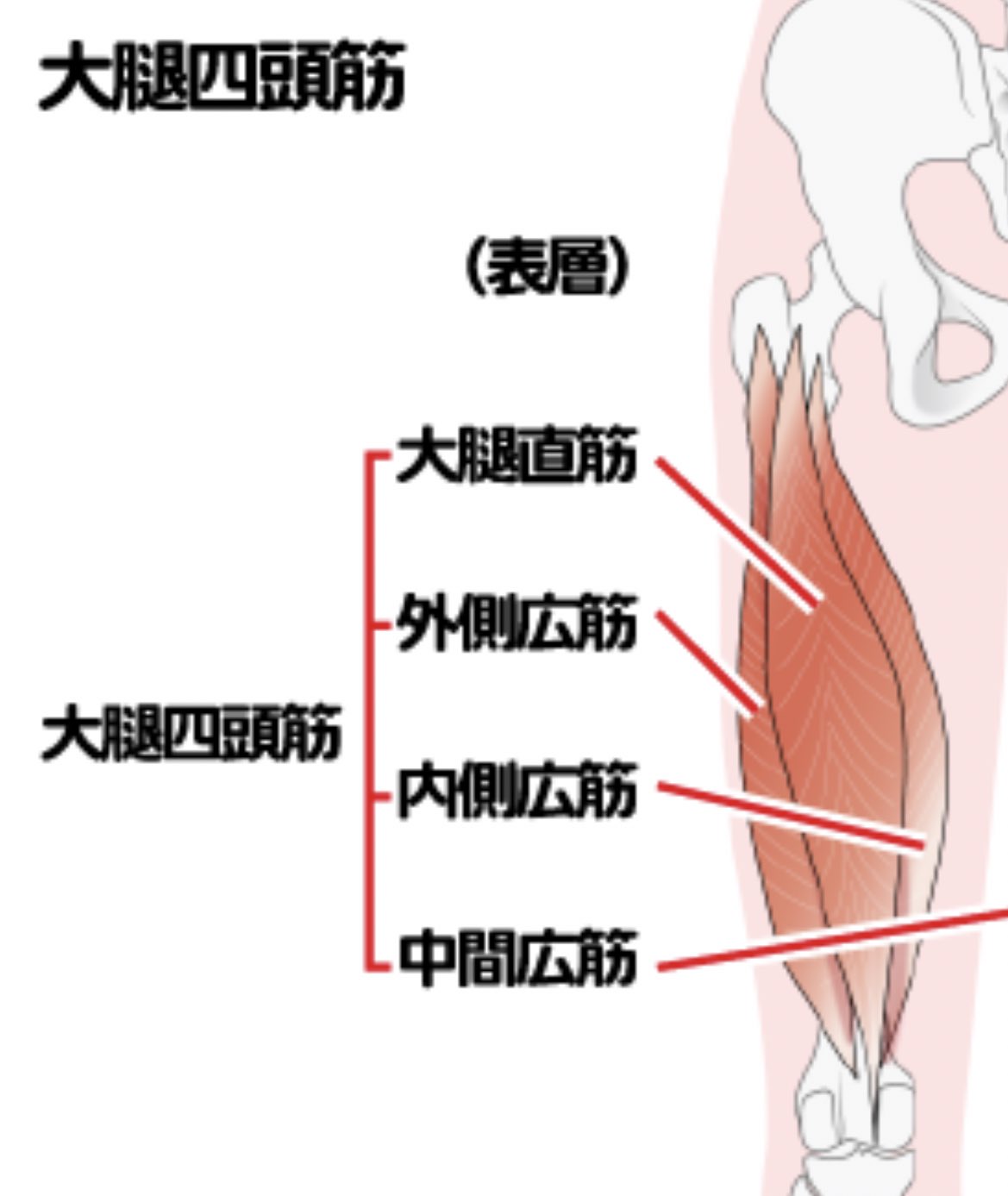 かなこさん 減量中筋トレ Kanapchanchan Twitter