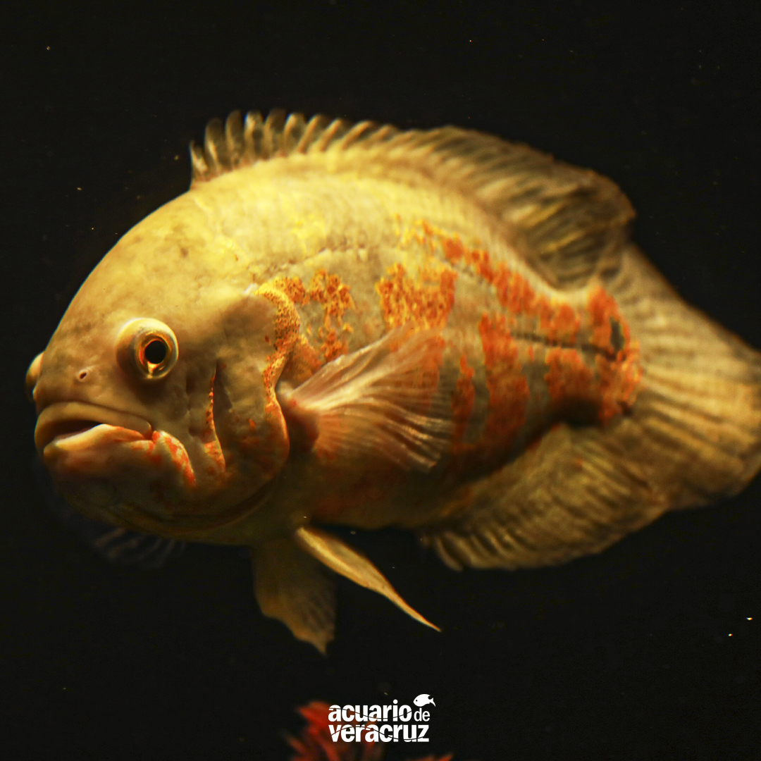 PEZ ÓSCAR ALBINO 
Si conoces a un Òscar dile que te invite al Acuario de Veracruz...🐟👏😲
Se alimenta de insectos, crustáceos y pequeños peces.
Son capaces de reconocer a sus dueños de extraños en los acuarios caseros.