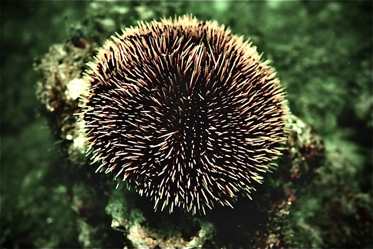 BanderasScuba's tweet photo. Do you know sea urchins can live at the ocean till 7,500 feet deep? It is 250 atmosphere of pressure.
Credits Virginia Labelle Los Arcos April 2022.
.
.
.
#BanderasScuba #Banderasscubarepublic #PVScuba #PADI #PVPADI #PADI5star #ScubaVallarta #pvscubadiving #PuertoVallarta
#divepv https://t.co/NEVuSMeYBz