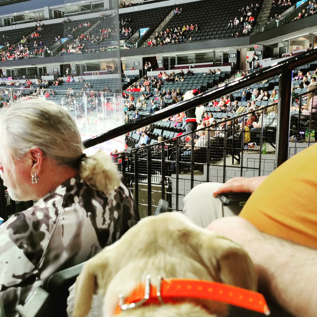 longleaf616's tweet photo. On #Finn Watch.....

#gogrg #servicedog #journeysofjohn #hockeydog https://t.co/q45LhOVj7r
