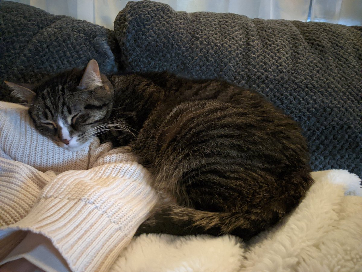 llinde5's tweet photo. @strategywoman Victory is so precious!!! This is my snugglebug Augie. He keeps my feet on the ground. https://t.co/aI33Eu40j1