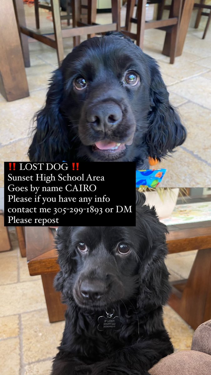 itsmari_18's tweet photo. PLS RT!!!!!!! last seen in the Sunset High school area. pls help me bring my baby home pls https://t.co/xswFKHsBPz