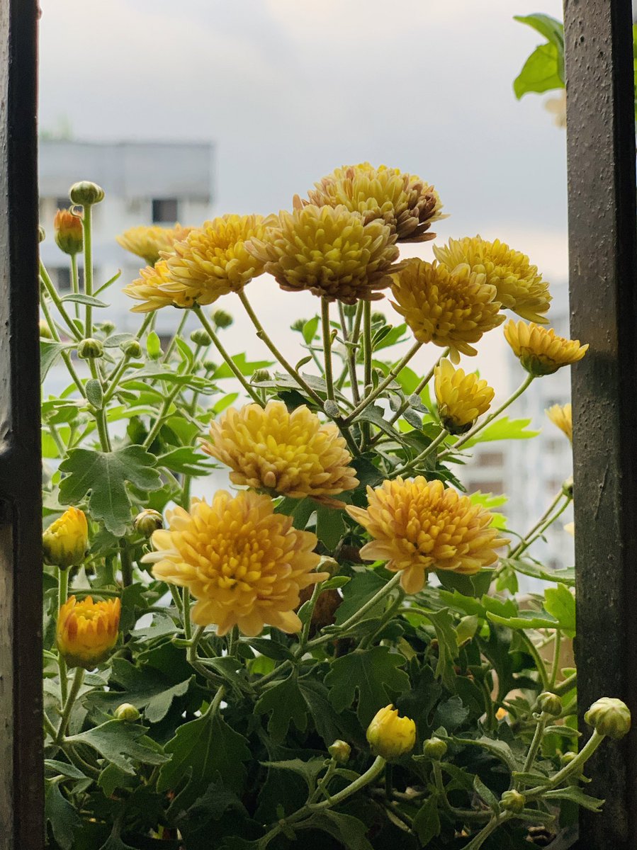 insniloy's tweet photo. শুভ নববর্ষ। 
সবাইকে নববর্ষের অনেক অনেক শুভেচ্ছা ও ভালোবাসা। https://t.co/UkkT42GhRl