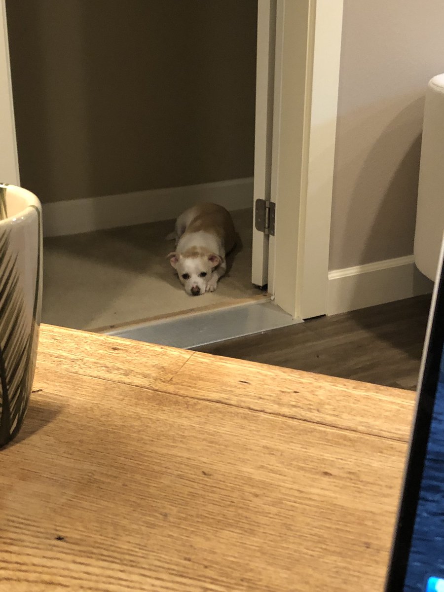 ChrisPerkinsDnD's tweet photo. First, he positions himself so that he can make continual, silent eye contact with me while I’m working. If I ignore him for too long, he comes over and taps me every few seconds with his paw. https://t.co/k9KrTLMTBt