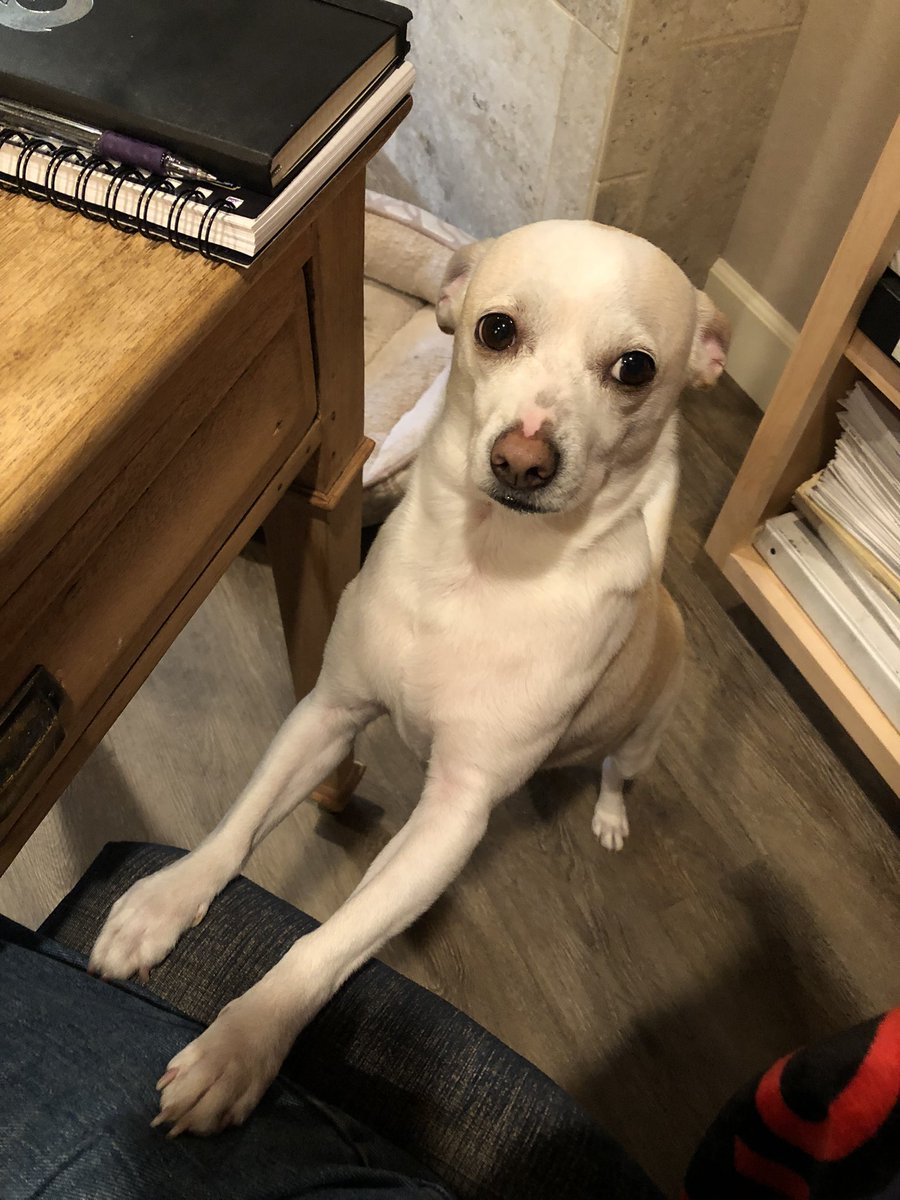 ChrisPerkinsDnD's tweet photo. First, he positions himself so that he can make continual, silent eye contact with me while I’m working. If I ignore him for too long, he comes over and taps me every few seconds with his paw. https://t.co/k9KrTLMTBt