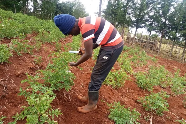 📱This free smartphone app helps farmers control potato and sweetpotato diseases!

Nuru (which means “light” in Swahili) provides real-time diagnoses of plant diseases or pests in the field, even in areas outside mobile networks.

👉on.cgiar.org/3ux04Nb

#OneCGIAR <a href="/Cipotato/">International Potato Center</a>
