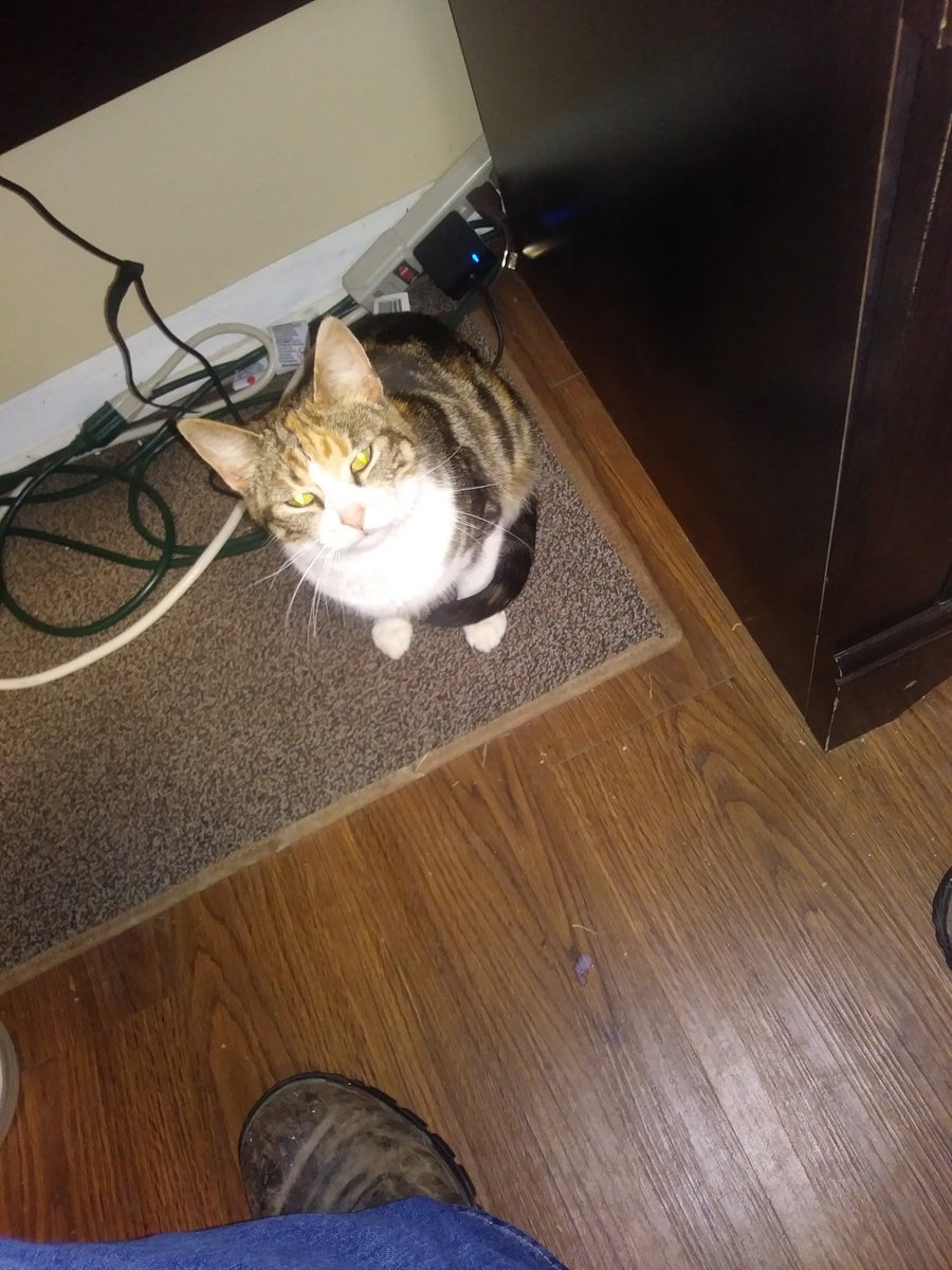 So now the ally cat came in the office.