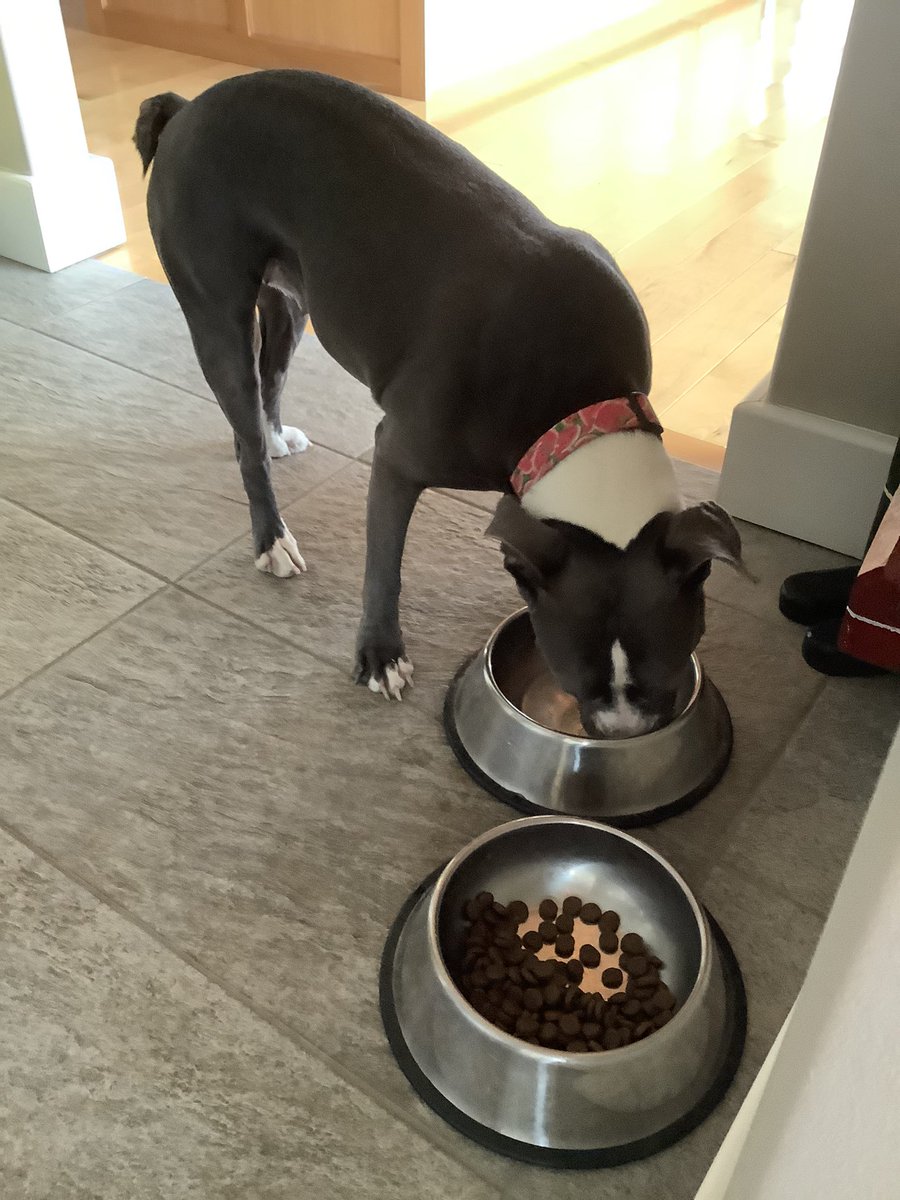 Halifaxidocious's tweet image. Anyone missing a dog in the #Hubbards area?