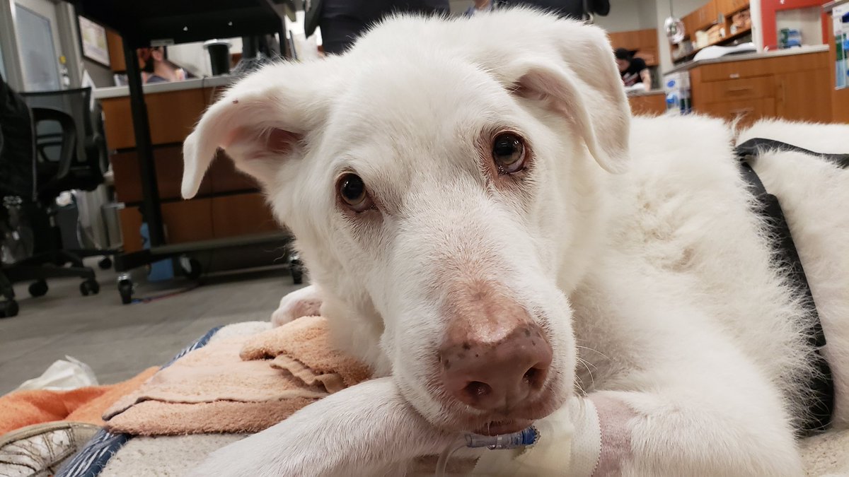 IamSamDamiano's tweet photo. My baby boy is gone. I knew it would be hard, but this is next level. Run free Baicio Bear. https://t.co/l2vAXSu5A0
