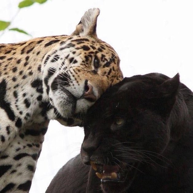 DRIP (@dript3r) on Twitter photo 