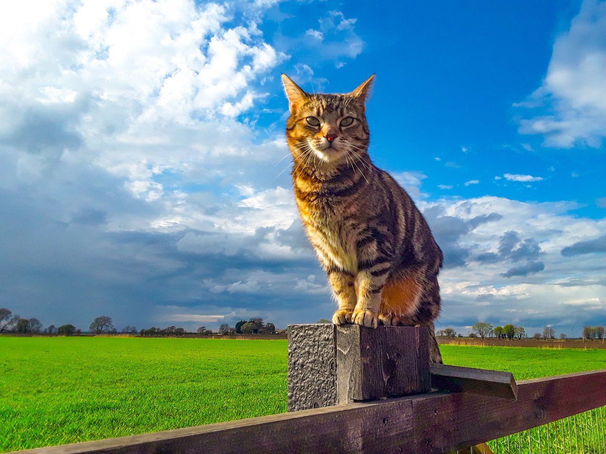 chris_alpacas's tweet photo. A lovely evening for me and my girl before the rain. Hope your Wednesday has been a good one and have a peaceful night all xxx #GoodNightEveryone #whiskerswednesday #CatsOnTwitter #CatsOfTwitter #Precious #thefens #flatnotboring #WednesdayMotivations https://t.co/GTOUMghh8Z