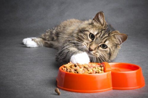 AcsNacional's tweet photo. Un grupo de investigadores suecos encontró que la exposición interna de los gatos a Retardadores de Llama Bromados se correlaciona con el polvo doméstico y la comida para gatos. 

La comida, el suero y fluídos de un gato nos podrían decir que tan neurotóxico es nuestro polvo! https://t.co/aqJy6GcG1y
