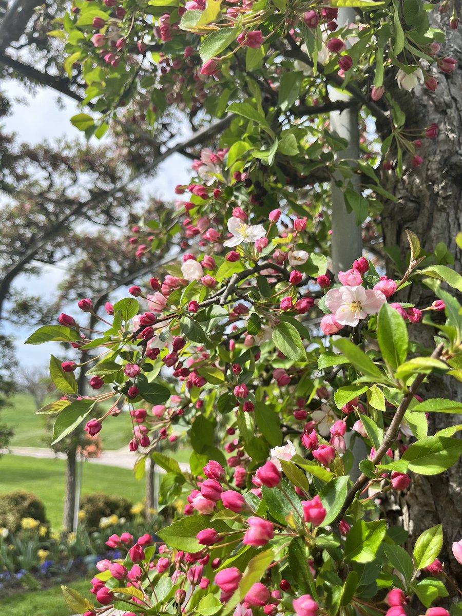 oak_spring's tweet photo. The blossoms on our ‘Mary Potter’ crabapple arbor just starting popping out today - always one of the most exciting times of the year at Oak Spring 🌸 https://t.co/gMxAMKuGC4
