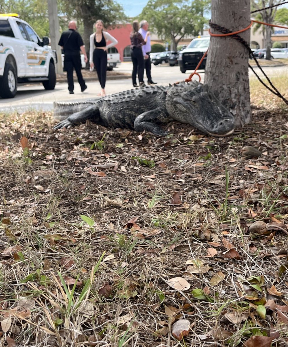 kylagaler's tweet photo. The kinds of news tips we get in Florida https://t.co/4l23GWpw4w